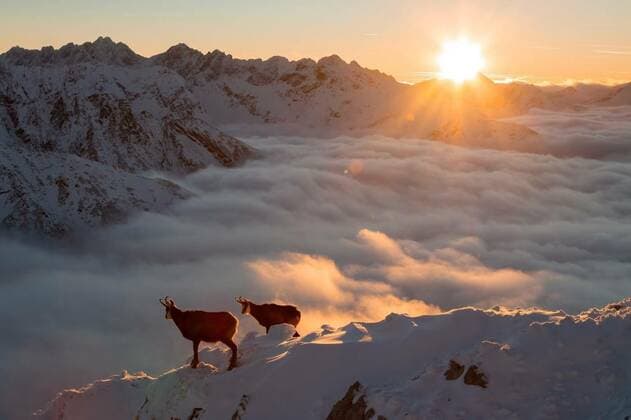  Two tatra chamois standing on mountains in sunrise, Two tatra chamois, rupicapra rupicapra tatrica, standing on mountains in sunrise. Pair of wild goats looking on horizon in warm sunlight in winter. Horned mammals observing in height with wintry fog., Two tatra chamois, rupicapra rupicapra tatrica, standing on mountains in sunrise. Pair of wild goats looking on horizon in warm sunlight in winter. Horned mammals observing in height with wintry fog., 11.10.2021, Copyright: xWildMediax Panthermedia30794249.jpg