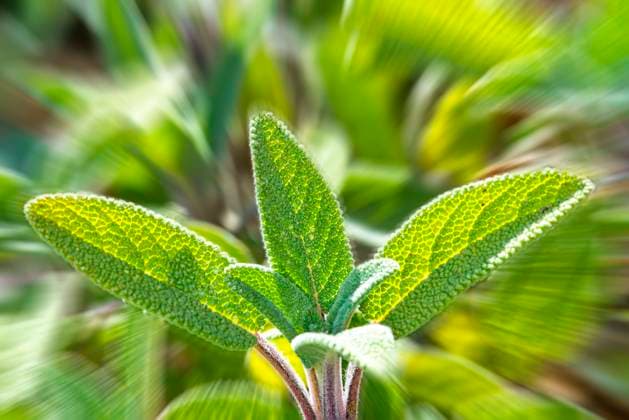 sage, Salvia officinalis , 34030162.jpg, aromatic, background, black, botanical, botany, closeup, cooking, culinary, cultivated, drug, fresh, freshness, garden, gardening, garnish, green, grow, health, healthy, herb, herbal, horticulture, houseplant, ingredient, isolated, leaf, medicine, natural, nature, plant, sage, salvia, scented, seasoning, shot, spice, spicy, taste, tasty, tea, white