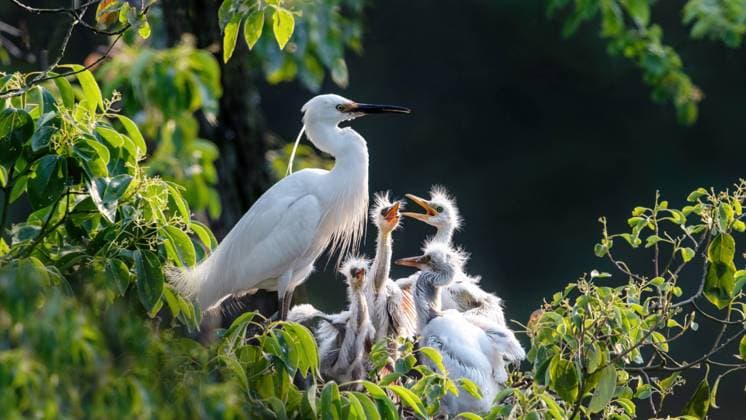 Creative Highlights World Chongqing ecological reserve egrets reproduction China, 23 04 2022, Copyright: xViewxStockx, 236-0011754.jpg, 5, the family, the mother and child, generation, generation after generation, relatives, branches, branches and habitat, the branches and trees, trees, woody plants, animals, bird s nest, egrets, small animals, young animals, baby, fledgling, young, young, bird s nest, birdhouse, selective focus, focus, differential concentration, unfocused, plants, outdoor, appearance, shell, mother side, the side figure, animal, profile, birds, birds, close-up, close-up, chongqing city, metro, baisha town, outdoors, nature, concept, China, standing, birds, the green, wing, scenery, free, white, leaves, beautiful, wild animals, nature reserves, unm Copyright: xViewxStockx
