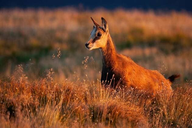  Young tatra chamois standing on mountains in sunset., Young tatra chamois, rupicapra rupicapra tatrica, standing on mountains in sunset. Juvenile horned mammal observing on meadow in golden hour. Wild mammal looking on field in sunlight., Young tatra chamois, rupicapra rupicapra tatrica, standing on mountains in sunset. Juvenile horned mammal observing on meadow in golden hour. Wild mammal looking on field in sunlight., 09.11.2021, Copyright: xWildMediax Panthermedia30885208.jpg