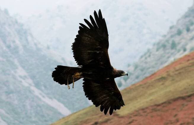 Kyrgyzstan Traditional Hunting Festival 8263149 29.08.2022 A tamed golden eagle flies during the traditional hunting festival of nomads Salburun in the Chunkurchak gorge of Alamedin district, Chui region, Kyrgyzstan. Igor Yegorov Sputnik Kyrgyzstan  Copyright: xIgorxYegorovx