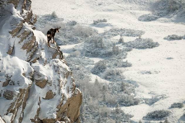  Tatra chamois climbing rocky mountainside covered with snow and looking down, Tatra chamois, rupicapra rupicapra tatrica, climbing rocky mountainside covered with snow and looking down. Wild mammal with horns and dark fur observing gorge below. Wild animal in winter., Tatra chamois, rupicapra rupicapra tatrica, climbing rocky mountainside covered with snow and looking down. Wild mammal with horns and dark fur observing gorge below. Wild animal in winter., 20.12.2021, Copyright: xWildMediax Panthermedia30988742.jpg