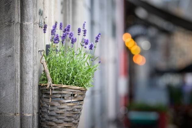 Small basket with beautiful flowers (Lavandula) hanging on a wall in a street in Bruges (Belgium) Bruges Belgium