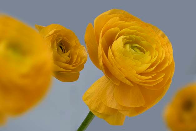 asiatischer hahnenfuß,floristen-ranunkel,riesenranunkel,topfranunkel *** persian buttercup 2yo-gg4