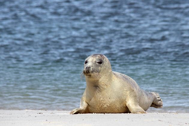 seehund,robbe,robben,seehunde *** seal,seals 448-fic