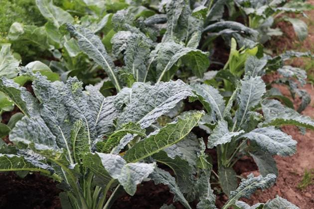gemüsekohl,palmkohl,kohl *** wild mustard,wild mustards 4pk-fi0