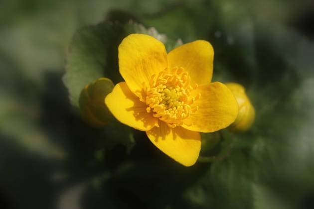 sumpfdotterblume,butterblume,butterblumen,caltha palustris,sumpfdotterblumen *** field marigold,field marigolds 4pk-fph