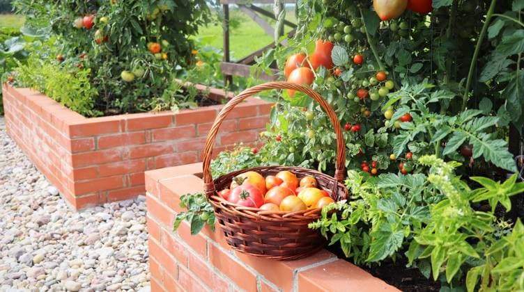 tomate,ernte,gemüsegarten,liebesapfel,paradeis,paradeiser,paradiesapfel,pomidor,tomaten,ernten,gemüsegärten *** tomato,harvest,vegetable garden,tomatoe,tomatoes,tomatos,harvests,vegetable gardens 4pk-ft7