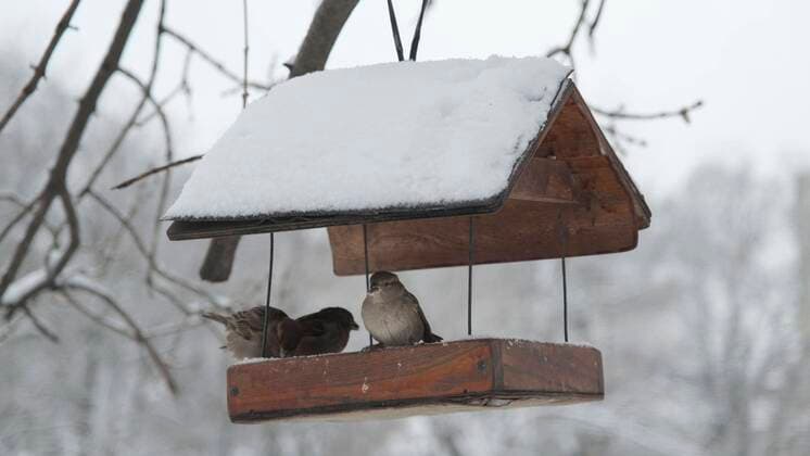 Haussperlinge picken Futter im Vogelhaus unter Schnee, vor dem Hintergrund eines Schneefalls *** House sparrows pick Chuck at Birdhouse at Snow, before the Background one Snowfall Copyright: imageBROKER/AndreyxNekrasov ibxaaa08453955.jpg