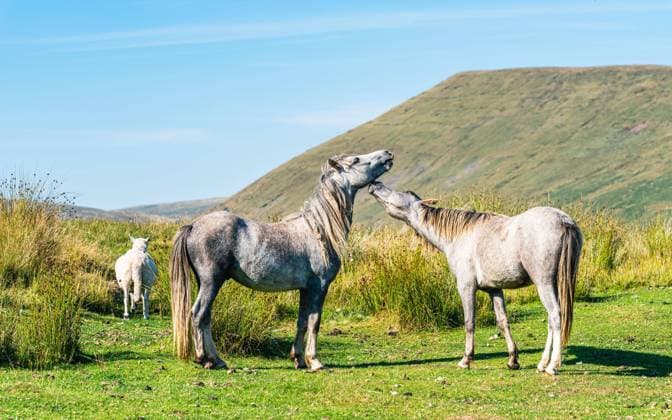  Wildpferde, Brecon Beacons National Park, Swansea, Südwales, England, Großbritannien, Europa *** wild horses, Brecon Beacons National Park, Swansea, south wales, England, Great Britain, Europe Copyright: imageBROKER/MaciejxOlszewski ibxmao08462103.jpg
