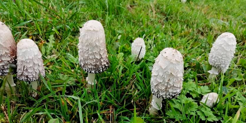 Natur, Pilze, Schopf-Tintling, Spargelpilz, Porzellantintling oder Tintenpilz - Coprinus comatus schopf-tintling *** shaggy ink cap, coprinus comatus fmy-lkh