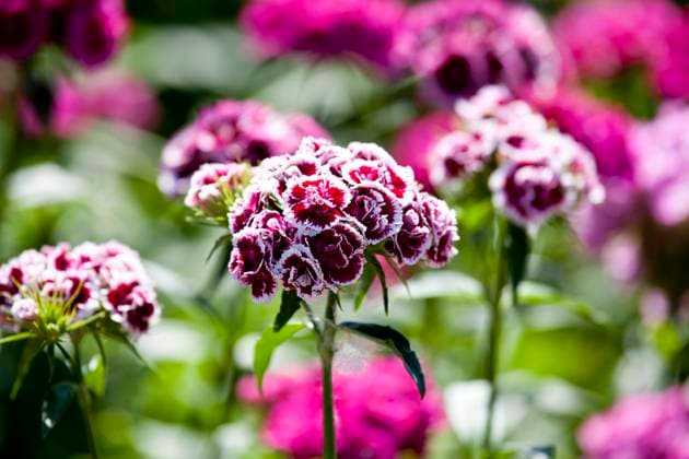 bartnelke,bartnelken,nelke,nelken *** sweet william flower,sweet william flowers fmy-lmg