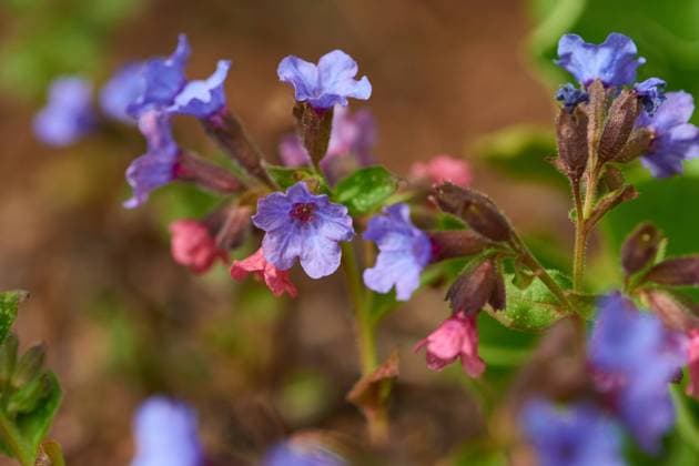 geflecktes lungenkraut,echtes lungenkraut,pulmonaria officinalis *** common lungwort fu1-m4l