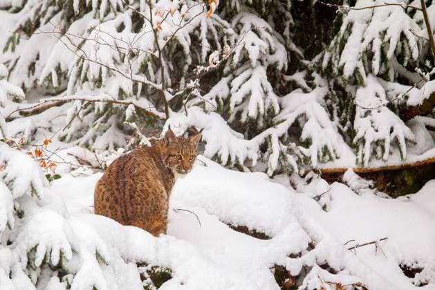 winter,luchs,bayrischer wald,winterlich,luchse,lynx,raubkatze,raubkatzen,bayerischer wald *** winter,lynx,bavarian forest,winters,lynxs,bavarian forests j0w-ho6