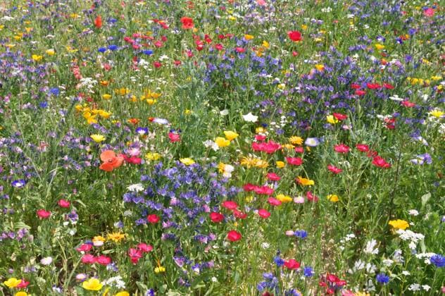 blumenteppich,bienenweide,sommerblumen,blumenteppiche,blütenteppich,sommerblume *** flower carpet,honey plant,summer flowers,flower carpets,honey plants jwv-fyx