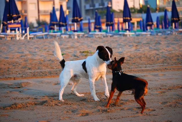 hunde,beschnuppern,hund,schnuppern *** dogs,sniff,dog,sniffs l0d-gk8