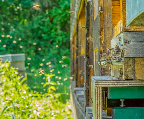bienenstock,honigbienen,bienenhaus,bienenhäuser,bienenstand,bienenstände,bienenstöcke,bienenzucht *** beehive,Honey bee,beehives n9a-ob0