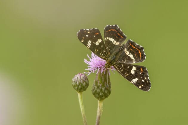 landkärtchen,araschnia levana,landkärtchenfalter,tagfalter *** map butterfly,map butterflies ngq-fl4