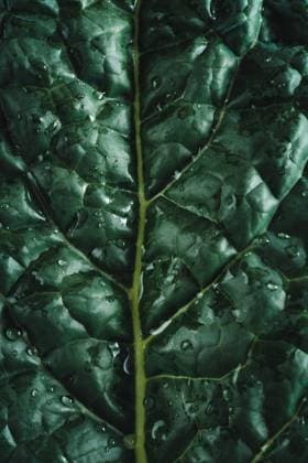 blattgemüse,kohlblatt,palmkohl,gemüse *** leaf vegetable,cabbage leaf,leaf vegetables,cabbage leafs sj7-g3n