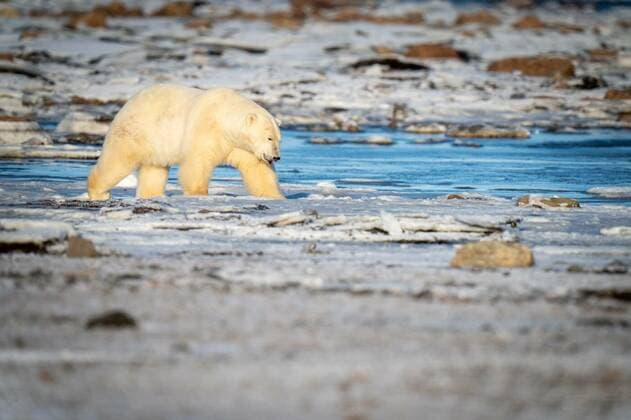 Polar bear crosses snowy tundra among rocks, Polar bear crosses snowy tundra among rocks, Polar bear crosses snowy tundra among rocks, 15.01.2022, Copyright: xnickdalex Panthermedia31047639.jpg