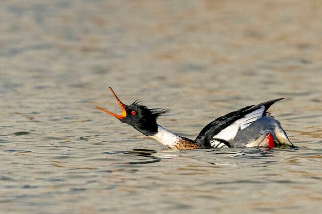 IMAGO Creative: UN Welt-Habitat-Tag am 3. Oktober Mittelsaeger, Mittel-Saeger (Mergus serrator), balzendes Maennchen auf dem Wasser, Niederlande, Friesland, Makkum red-breasted merganser (Mergus serrator), mating male, Netherlands, Frisia, Makkum BLWS672664 *** middle sawyer, medium Saw Mergus serrator , Balancing Men at the Water, Netherlands, Friesland, Makkum Red breasted Merganser Mergus serrator , mating times, Netherlands, Frisia, Makkum BLWS672664 Copyright: xblickwinkel M.xWoikex