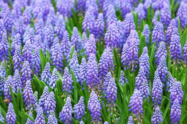 flower, muscari botryoides , 4199089.jpg, bloom, blue, botryoides, flower, garden, grape hyacinth, macro, muscari, nature, purple, seasonal, spring, springtime,