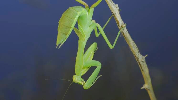 Creative Highlights World Nahaufnahme der grünen Gottesanbeterin sitzt auf Busch Zweig und wäscht sein Gesicht auf blauen Himmel Hintergrund *** Close-up the Greens Praying Mantis sits at Busch Branch and washes its Face at blue Sky Background Copyright: imageBROKER/AndreyxNekrasov ibxaaa08453931.jpg