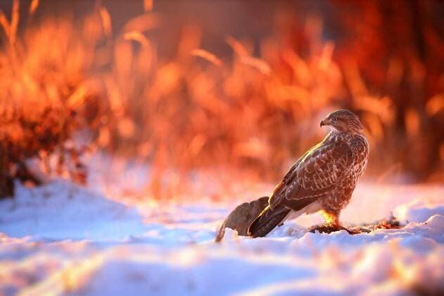  Wild common buzzard sitting on the snow in winter illuminated by morning sun, Wild common buzzard, buteo buteo, sitting on the snow in winter illuminated by morning sun. Bird of prey looking back in a sunlit nature scenery. Animal wildlife in cold weather., Wild common buzzard, buteo buteo, sitting on the snow in winter illuminated by morning sun. Bird of prey looking back in a sunlit nature scenery. Animal wildlife in cold weather., 11.02.2022, Copyright: xWildMediax Panthermedia31127724.jpg