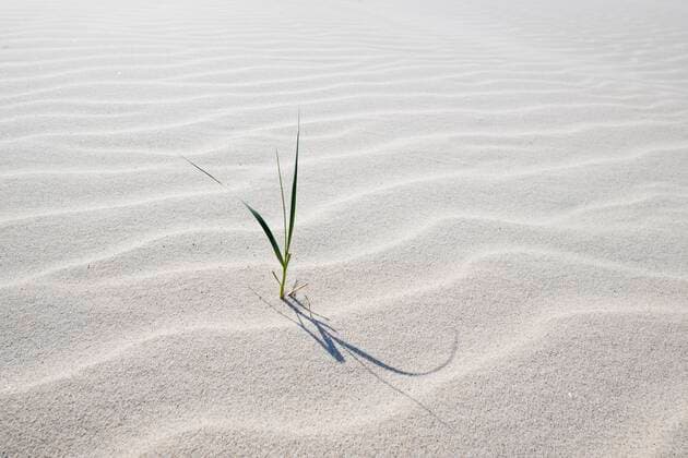 Creative Highlights World Strandhafer (Ammophila arenaria) im Sand, Langeoog, Niedersachsen, Deutschland, Europa *** Beach oats Ammophila arenaria at Sand, longoog, Lower Saxony, Germany, Europe Copyright: imageBROKER ErhardxNerger ibxenh08499571.jpg