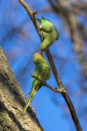 Creative Highlights World Halsbandsittich, Halsband-Sittich, Kleiner Alexandersittich (Psittacula krameri), Paar, Fuetterung bei der Balz, Niederlande, Suedholland rose-ringed parakeet (Psittacula krameri), pair, display feeding, Netherlands, South Holland BLWS672657 *** ring-necked parakeet, Collar Parakeet, Kleiner Alexander s Parakeet Psittacula krameri , Few, Feeding at the courtship, Netherlands, South Holland Rose Ringed parakeet Psittacula krameri , pairs, Display feeding Netherlands, South Holland BLWS672657 Copyright: xblickwinkel M.xWoikex