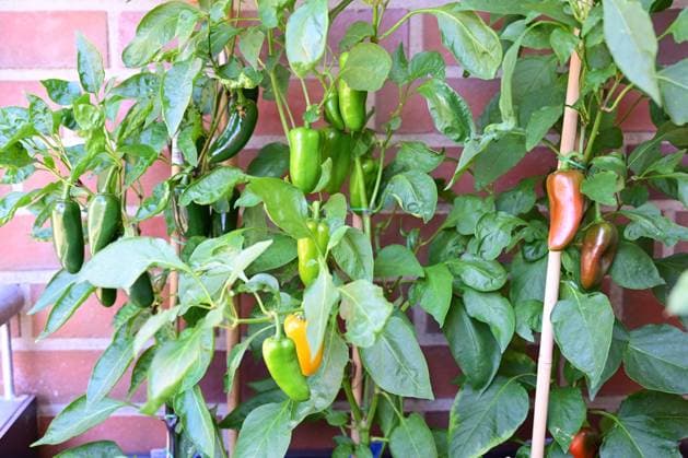 IMAGO Creative: Garten, Anbau im Hochbeet Stock- und Symbolbilder I 02.09.2022 Obst und Gemüse: Gemüsebeet und Hochbeet im Garten bzw. auf dem Balkon: Paprika und Chillis Hamburg Hamburg Hamburg Deutschland *** Stock and symbol images I 02 09 2022 fruit and vegetables vegetable patch and raised bed in the garden or on the balcony peppers and chillis Hamburg Hamburg Germany Copyright: xLobeca FelixxSchlikisx
