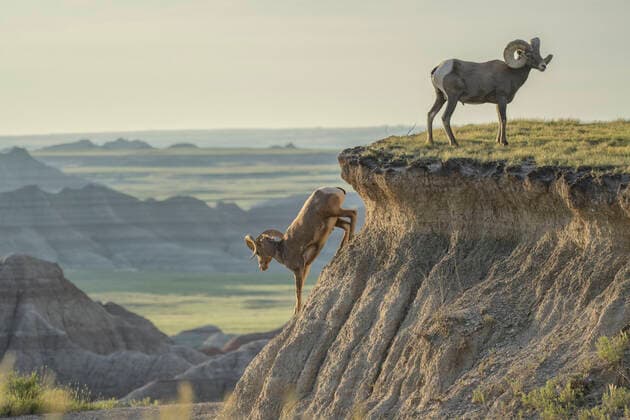 Creative Highlights World USA, Great Plains, South Dakota, Badlands National Park, Bighorn sheep rams, Ovis canadensis 