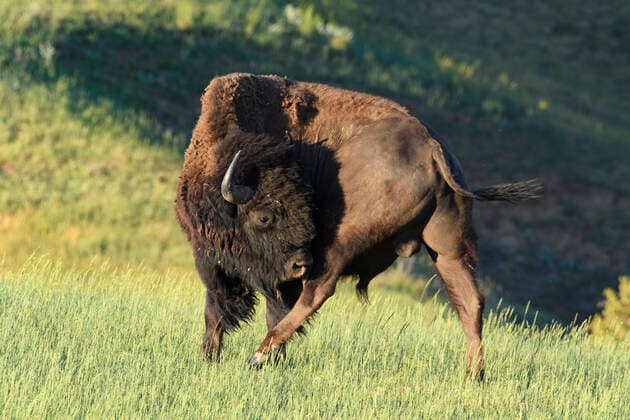 Creative Highlights World USA, Great Plains, South Dakota, Badlands National Park, Bison 