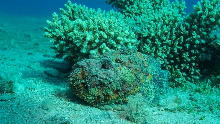 Creative Highlights World Nahaufnahme des Steinfisches auf dem mit grünem Seegras bewachsenen Sandgrund. Riff-Steinfisch (Synanceia verrucosa) Rotes Meer, Ägypten, Afrika *** Close-up of stonefish at the with green Seagrass overgrown Sand bottom Reef Stonefish Synanceia Verrucosa Red Sea, Egypt, Africa Copyright: imageBROKER/AndreyxNekrasov ibxaaa08389598.jpg