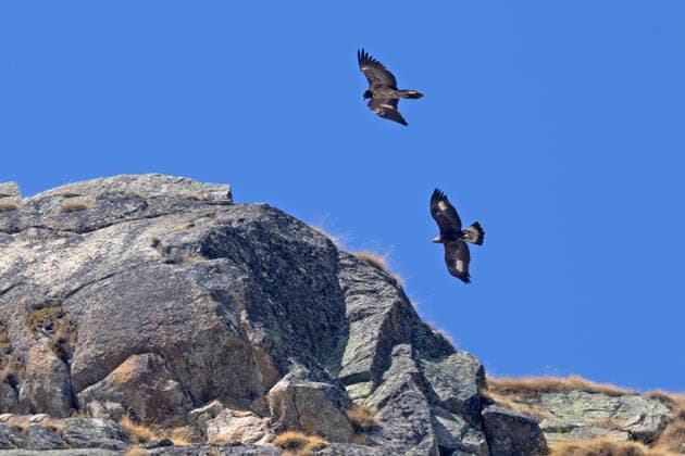 Steinadler, Stein-Adler (Aquila chrysaetos), Steinadler und Bartgeier im Jugendkleid fliegen am Berg, Bartgeier markiert, Italien, Gran Paradiso Nationalpark golden eagle (Aquila chrysaetos), golden eagle and juvenile bearded vulture flying ober a mountain, bearded vulture marks, Italy, Gran Paradiso National Park BLWS672817 *** golden eagle, Stone Adler Aquila chrysaetos , Golden eagle and Bearded Vulture at Youth dress fly on Mountain, Bearded Vulture marked, Italy, Gran Paradiso National Park Golden Eagle Aquila chrysaetos , Golden Eagle and Juvenile bearded vulture Flying From a mountains bearded vulture marks, Italy, Gran Paradiso National Park BLWS672817 Copyright: xblickwinkel M.xWoikex