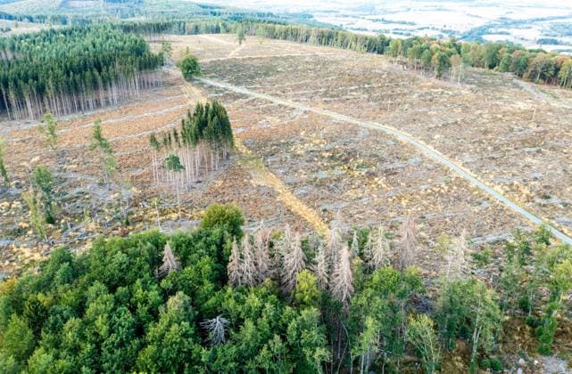 Waldsterben im Taunus Abgestorbene Fichten stehen im Taunus nahe der Polnischen Köpfe im Wald., Schmitten Hessen Deutschland *** Forest dieback in Taunus Dead spruce trees standing in Taunus near Polish heads in forest , Schmitten Hesse Germany