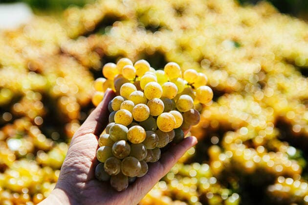 ZAKARPATTIA REGION, UKRAINE - SEPTEMBER 05, 2022 - A woman s hand holds a bunch of grapes, Medianytsya village, Berehovo district, Zakarpattia Region, western Ukraine. Technical grape varieties harvested in Zakarpattia Region  Copyright: xSerhiixHudakx
