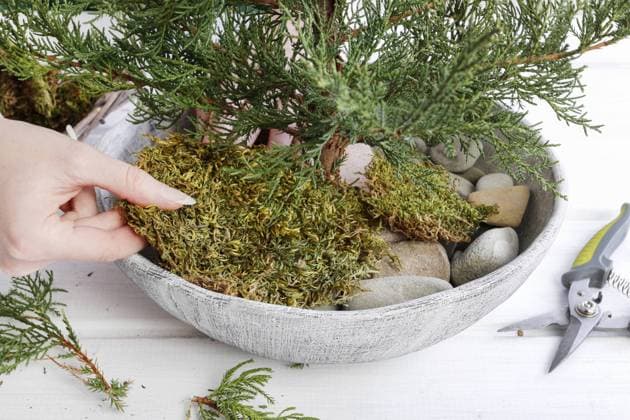 Florist at work: Woman shows how to make small christmas tree with a coniferous shrub branch, stones and moss. Step by step, tutorial.  BEW1DAAB795