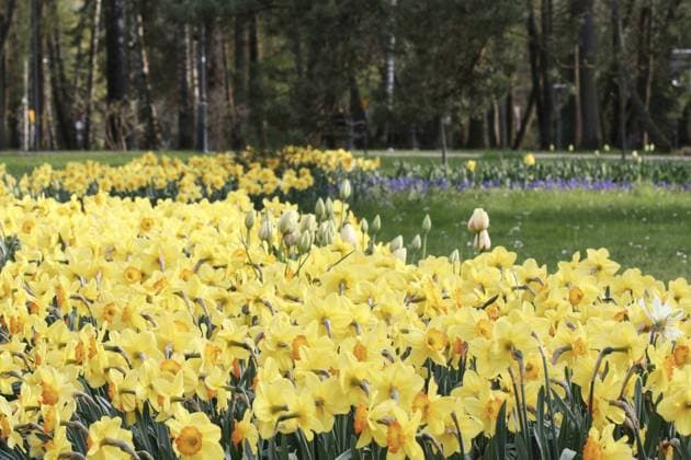 Flower bed with daffodils in city park. Spring flowers  BEW1E15AD81