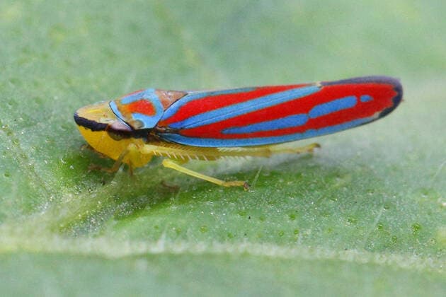 Creative Highlights World Candy-striped Leafhopper Candy-striped leafhopper (Graphocephala coccinea) in Toronto, Ontario, Canada, on September 07, 2022. Toronto Ontario Canada  Copyright: xCreativexTouchxImagingxLtdx originalFilename: friedman-candystr220907_npUkd.jpg