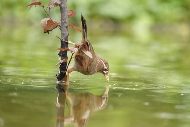 Creative Highlights World Birds wash gargle reflection China, 25 06 2022, Copyright: xViewxStockx, 251-0001113.jpg, China, weifang, shandong nearbu, animals, birds, wild animals, human partner, biosphere, environmental protection, close to nature, green water of castle peak, original, free, natural, lively, clever, clean Copyright: xViewxStockx