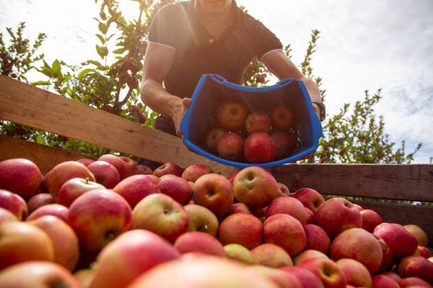 News Themen der Woche KW36 News Bilder des Tages Apfelernte in Meckenheim Pfalz. Erntehelfer vom Bleichhof in Meckenheim ernten Weirouge-Äpfel *** Apple harvest in Meckenheim Palatinate Harvest workers from Bleichhof in Meckenheim harvest Weirouge apples Copyright: xx