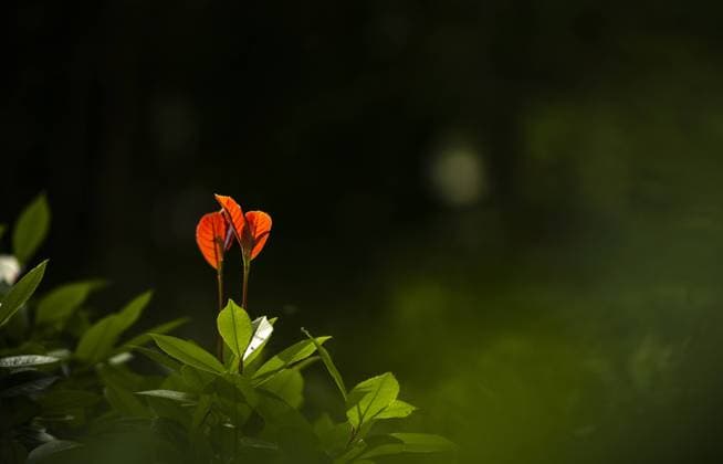 IMAGO Creative, Jahreszeit Frühling, Licht und Sonne Embellish DE phil summer flowers is bright (15), China, 22 05 2022, Copyright: xViewxStockx, 8669-0000425.jpg, In jiangsu province, yangzhou, estate, and the country, tourism, leisure, famous attractions, gardening, flower, garden, in full bloom, open, outside, the sun, no one, red, green, early summer, garden view, view and admire a gender, trees, shrubs, plants, quiet, China, Asia, the level of composition, focus of outlook, light and shadow Copyright: xViewxStockx