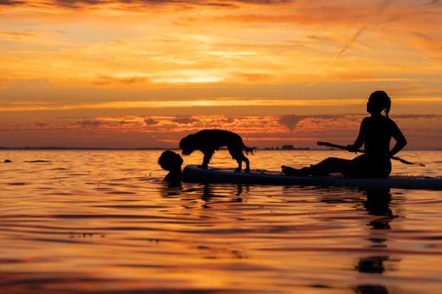 two persons on SUP Board in golden sunset silhouette of a teenage girl and boy and a black labradoodle dog on a Stand Up Paddle Board SUP. Golden sunset sky reflecting in the water. Greifswalder Bodden, Baltic Sea Copyright: xMartinxGruberx