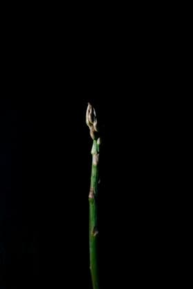 A close up macro photo of an asparagus stalk on a dark background A close up macro photo of an asparagus stalk on a dark background Copyright: xAnaxPrgomeljax APR300718-13
