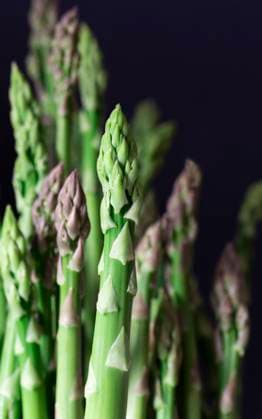 Purple and green asparagus spears against a dark background. Purple and green asparagus spears against a dark background. Copyright: xVickixValex VV070222-5