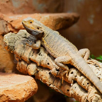 Creative Highlights World Männliche Bartagame in ihrem Terrarium *** male Bearded dragon in their Terrarium 1103500876