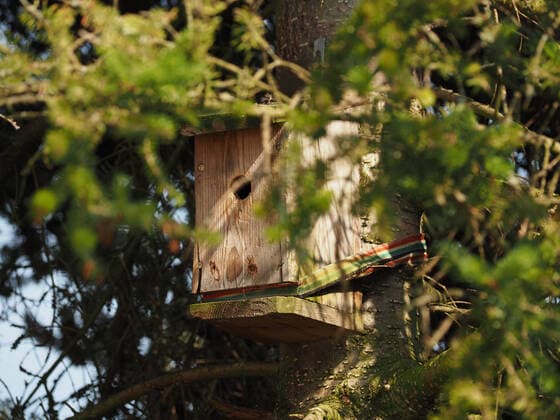 Old bird house or incubator for great tits on a Korean fir tree, environmental protection and nature conservation, preserving biodiversity, wildlife in the garden