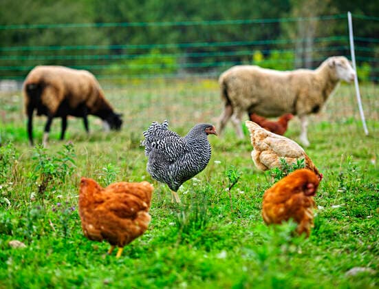 IMAGO Creative, Biodynamische Landwirtschaft Chickens and sheep freely grazing on a small scale sustainable farm , 12555262.jpg, chickens, sheep, farm, grass, green, grazing, pasture, feeding, field, animals, lamb, free run, free range, natural, yard, organic farming, free, freely, happy, healthy, range, pastured, active, agriculture, sustainable, sustainability, organic, biodynamic, free-range, natural farming, farming, livestock, meadow, graze, eating, outdoor, outside, chicken, hen, bird, hens, fowl, birds, animal, poultry, brown, rural, summer, nature, foul,