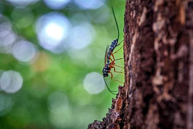 Holzschlupfwespe ( Rhyssa persuasoria ). Holzschlupfwespe , Holzwespen-Schlupfwespe , Riesenholzwespen-Schlupfwespe ( Rhyssa persuasoria ). 20220903MIC0432 *** Wood wasp Rhyssa persuasoria wood wasp , wood wasps wood wasp , giant wood wasps wood wasp Rhyssa persuasoria 20220903MIC0432